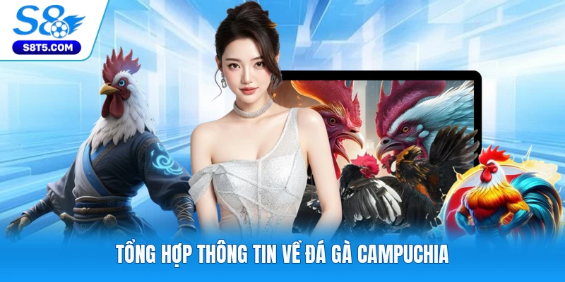 Tổng hợp thông tin về đá gà Campuchia